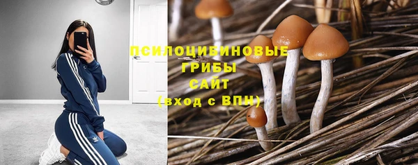 PSILOCYBIN Алзамай